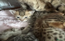 Savannah cats for sale: Stunning Savannah Kittens - Image 27
