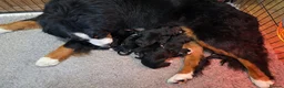 Bernese Mountain Dog dogs for sale: Beautiful Chunky KC Bernese Mountain Dog Puppies - Advert 4