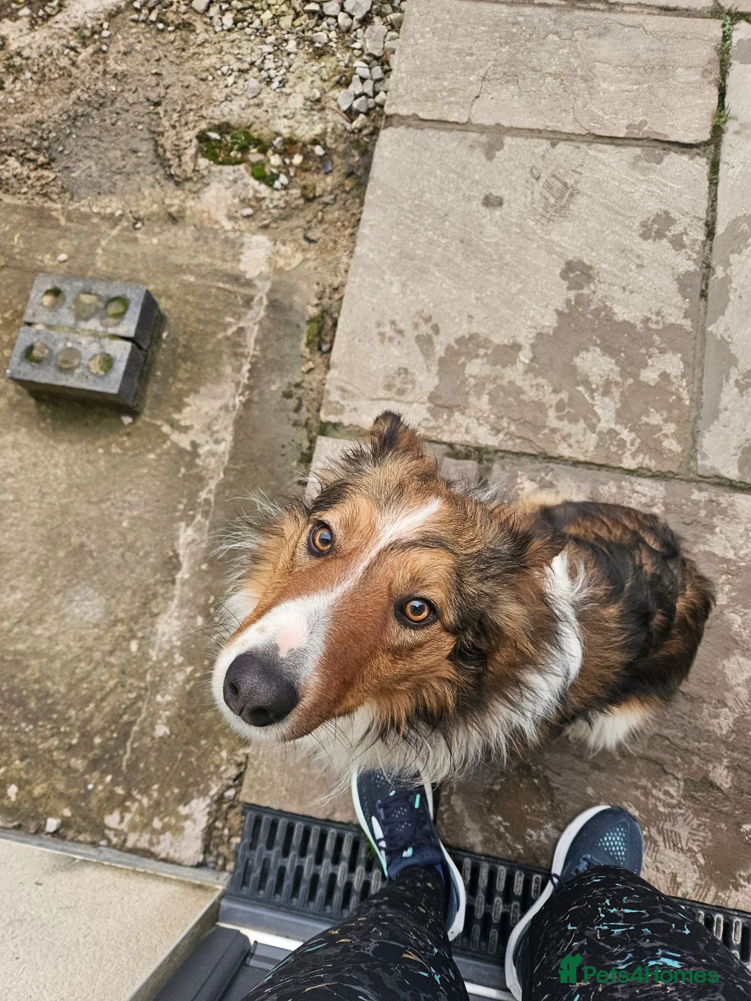 Border Collie dogs for sale: Border collie puppies 3 dogs 2 bitches - Advert 2