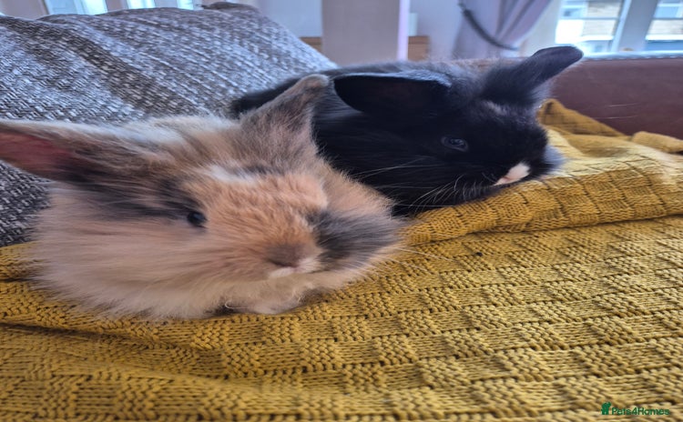 Mixed Breed rabbits - Advert 4