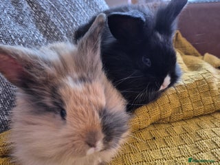 Mixed Breed rabbits - Advert 3