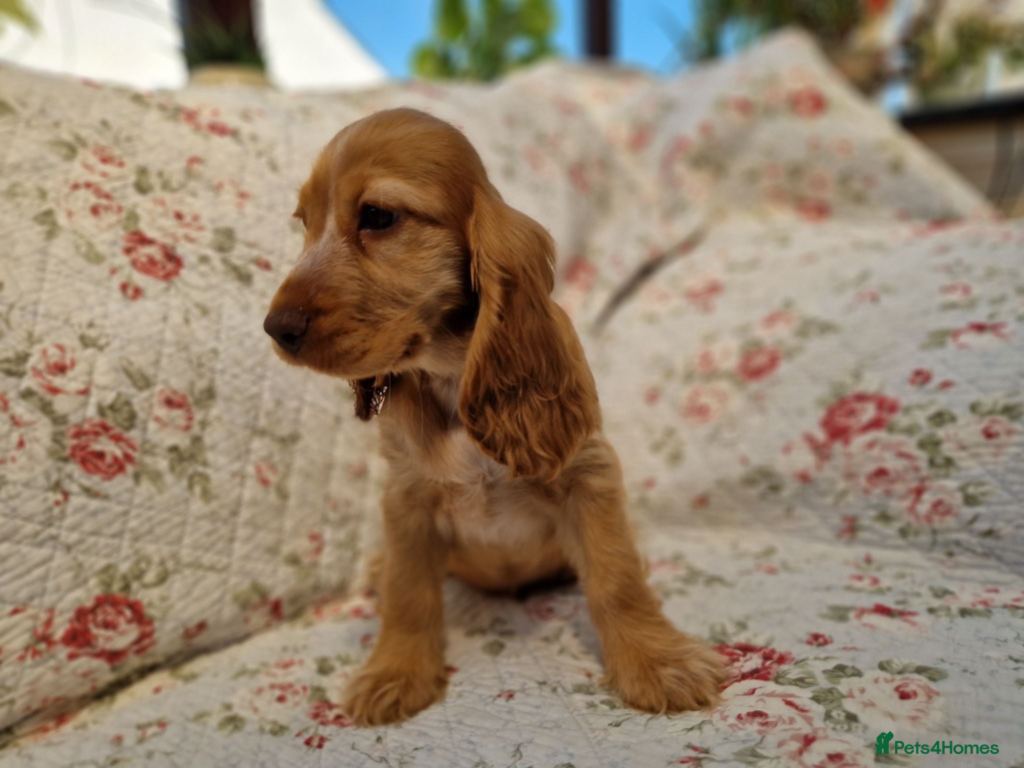 Cocker Spaniel dogs KC Pedigree Show Cocker Spaniel Puppies - Advert 2