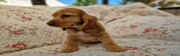 Cocker Spaniel dogs for sale: KC Pedigree Show Cocker Spaniel Puppies - Advert 2