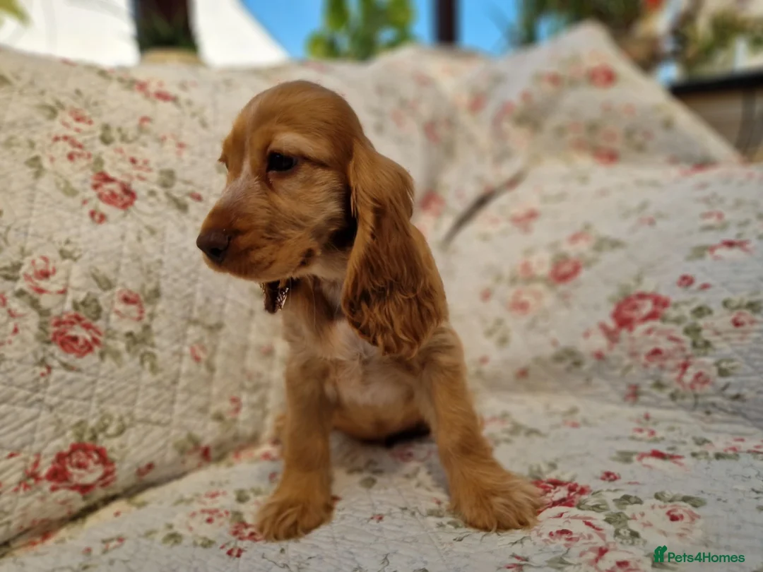 Cocker Spaniel dogs for sale: KC Pedigree Show Cocker Spaniel Puppies - Advert 2