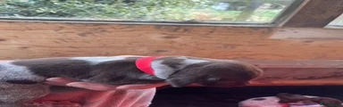 German Shorthaired Pointer 6