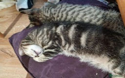 York Chocolate cats for sale: Very cute cats who needs to go to home! - Image 4