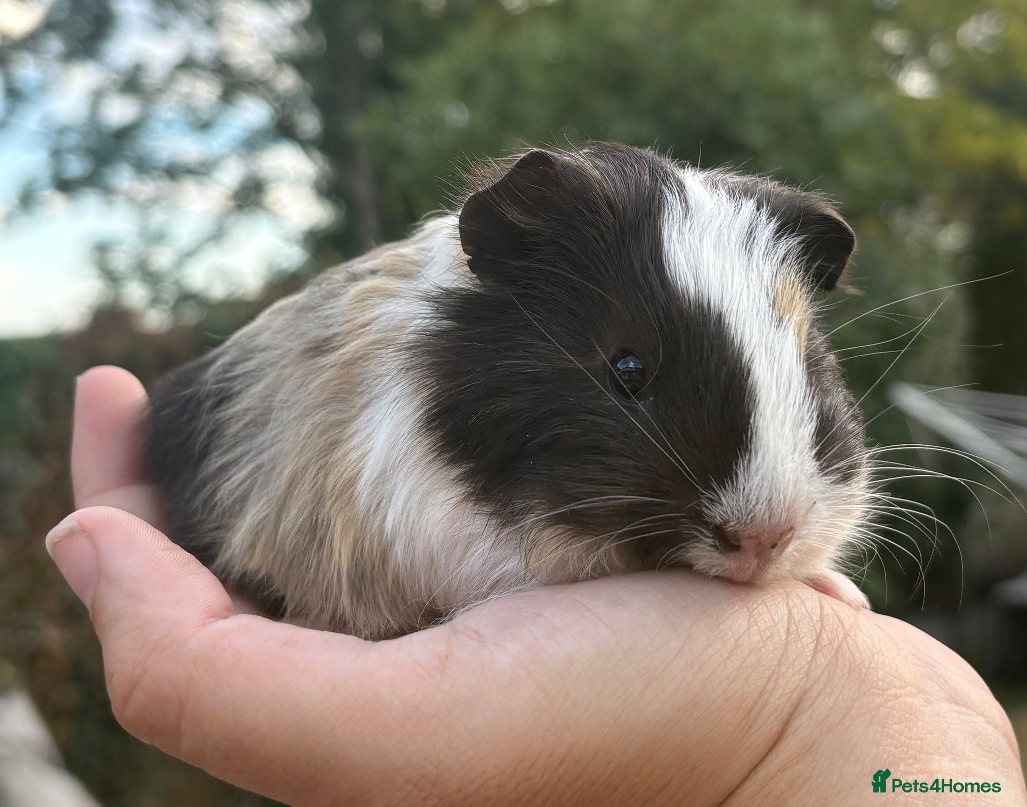 Guinea Pig rodents Beautiful Guinea Pigs available  - Advert 1