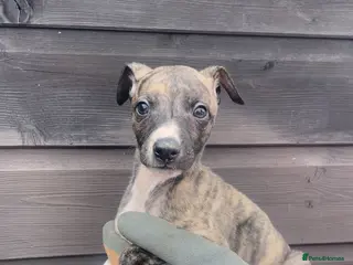 Whippet dogs Whippet pups for sale - Advert 3