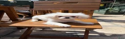 Pekingese dogs for sale: KC puppys white Pekingese  - Advert 3