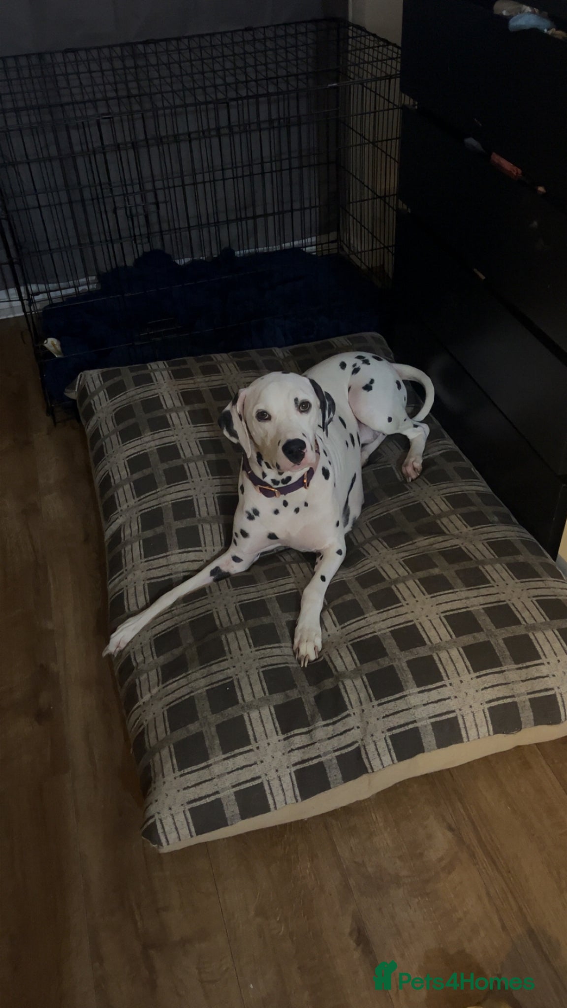 Dalmatian dogs 22 month old felmale Dalmatian  - Advert 2