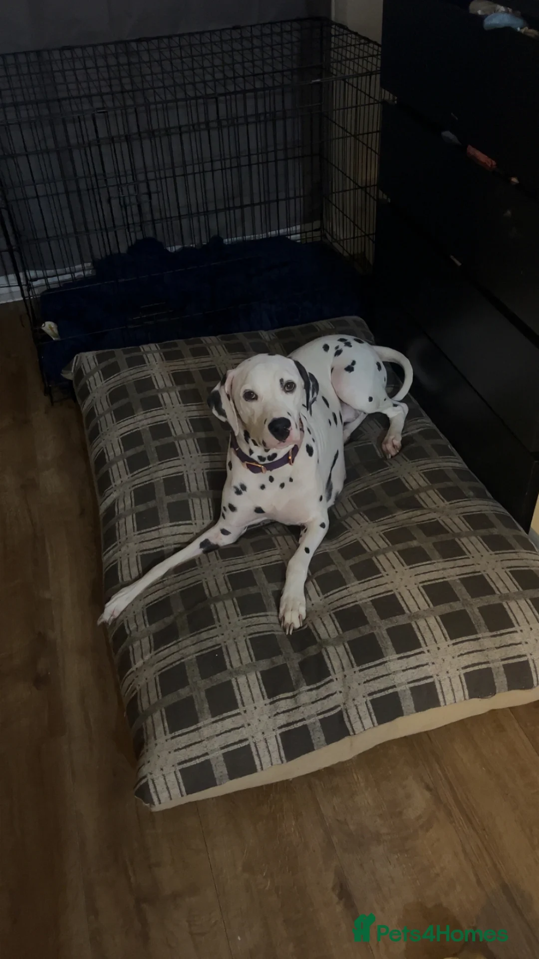 Dalmatian dogs for sale: 22 month old felmale Dalmatian  - Advert 1