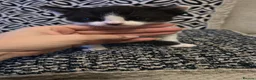 Mixed Breed cats for sale: 2 beautiful kittens - Advert 6