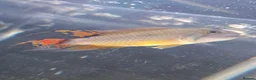 Other/Mixed Breed fish for sale: Mixture of all different types of fish i have. - Advert 9