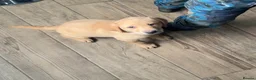 Labrador Retriever dogs for sale: Kc Reg Fox red Labradors - Advert 4