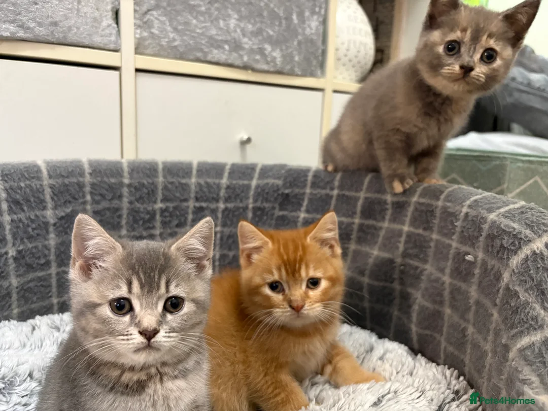 British Shorthair cats for sale: British shorthair kittens  - Advert 4