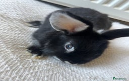 Netherland Dwarf rabbits for sale: Female netherland dwarf x mini lop for sale  in Huddersfield - Image 5