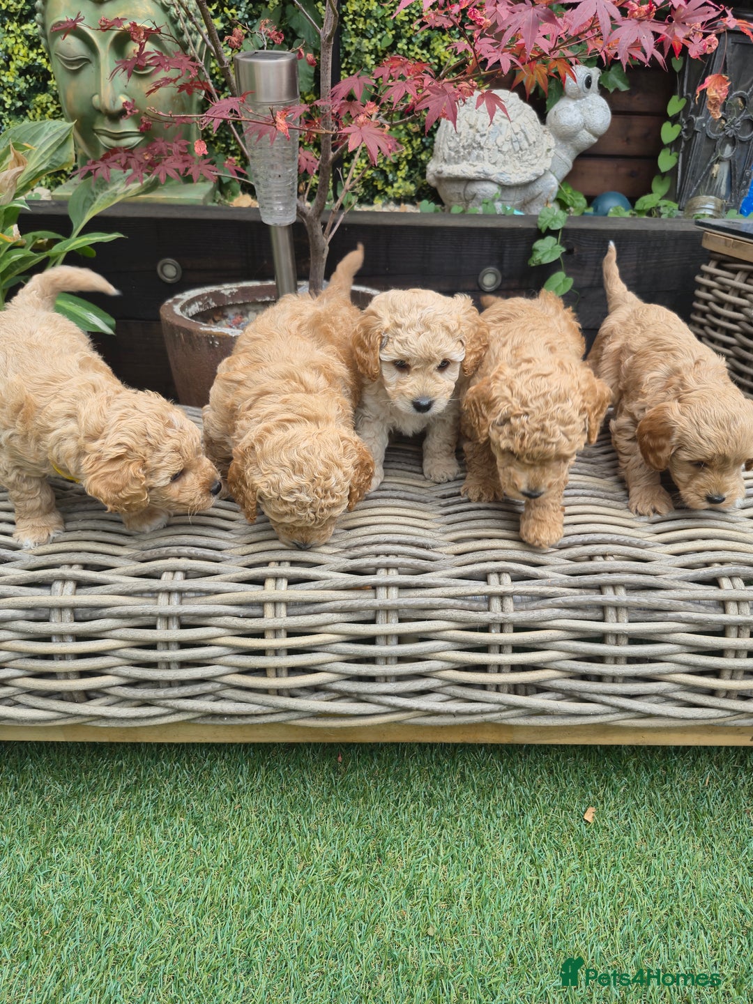 Mixed Breed dogs for sale: ❤️ STUNNING WESTIEPOO PUPS ❤️ - Image 18