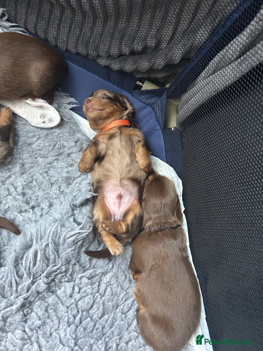 Miniature Dachshund dogs for sale: Chocolate Tan/dapple Miniature Dachsund - Image 30