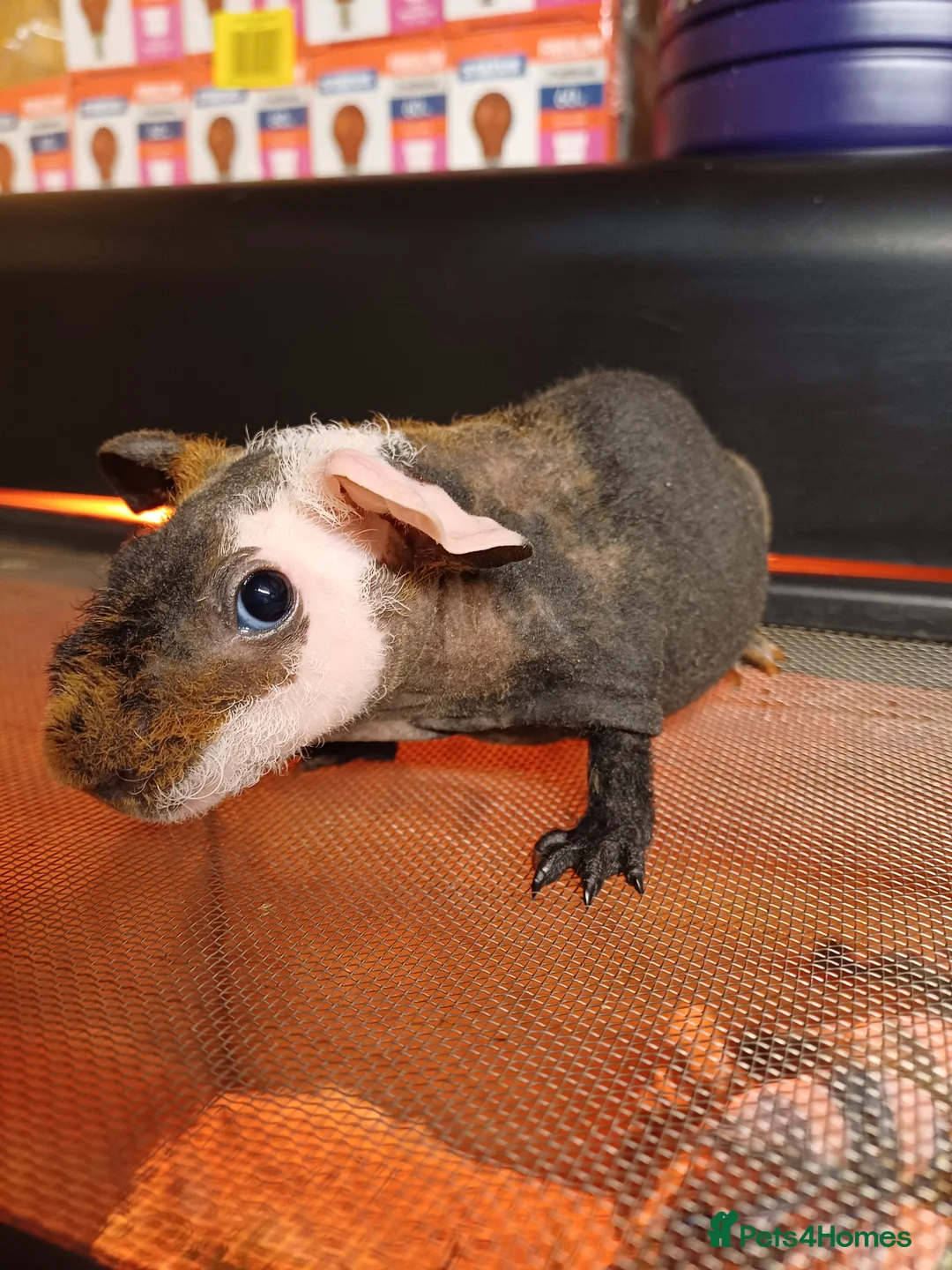 Guinea Pig rodents for sale: 2  baby male Skinny pigs. Brothers - Advert 7