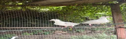 Pigeons birds for sale: Homing pigeons  - Advert 2