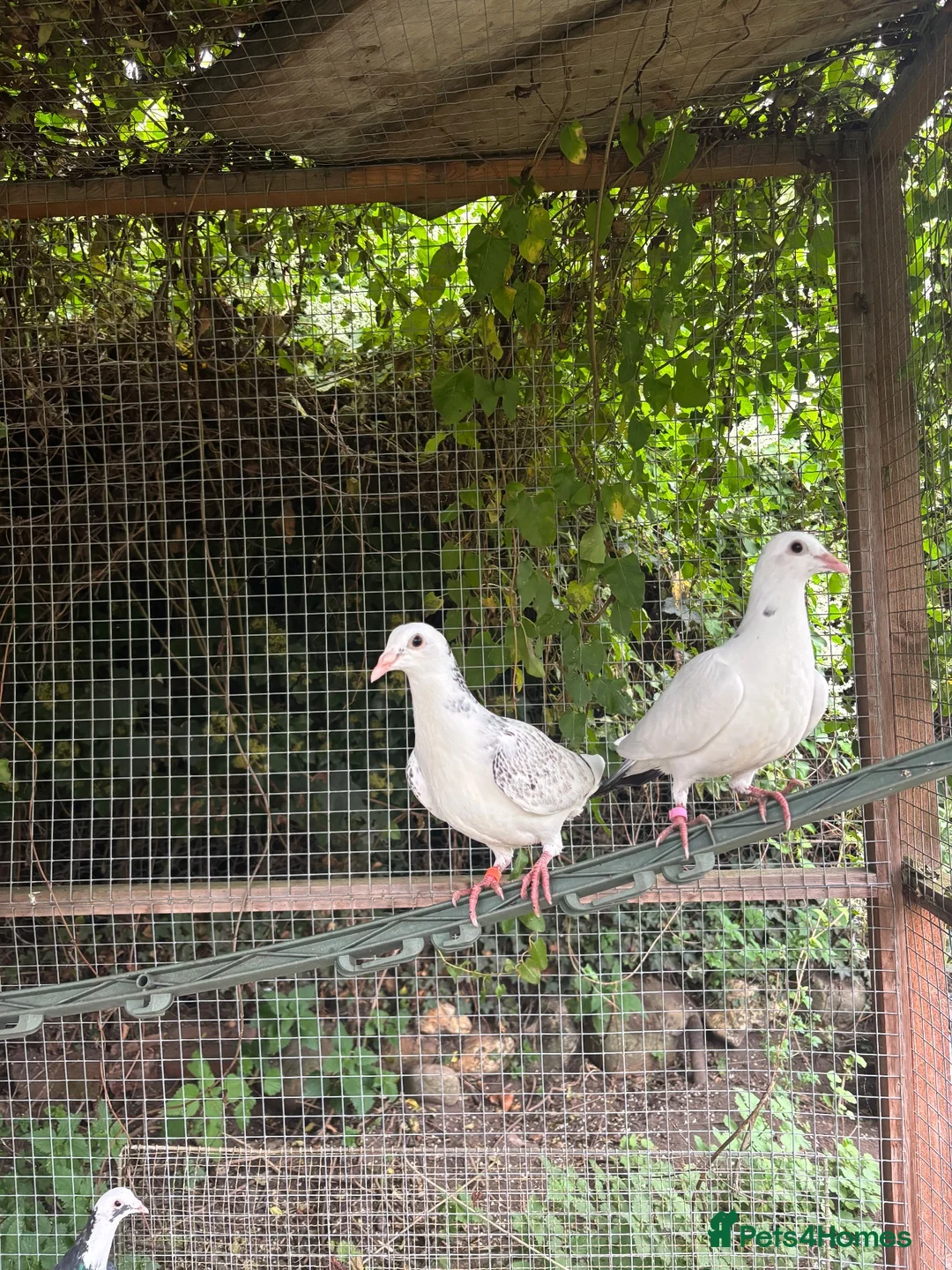 Pigeons birds for sale: Homing pigeons  - Advert 2