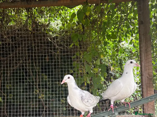 Pigeons birds for sale: Homing pigeons - Advert 2