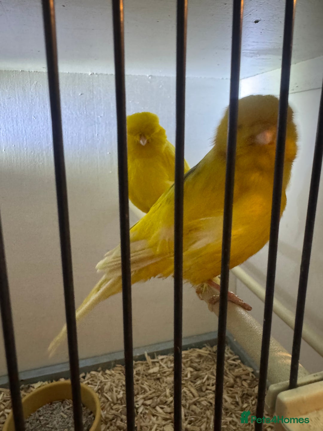 Canaries birds for sale: Canaries, budgies and love birds  - Advert 1