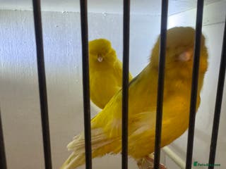 Canaries birds Canaries, budgies and love birds - Advert 1