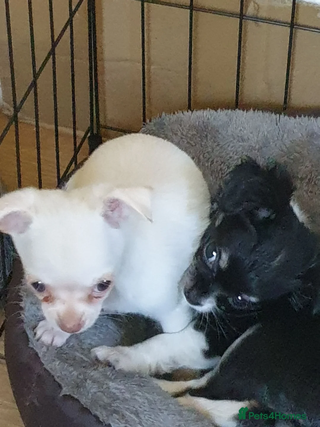 Chihuahua dogs for sale: Chihuahua puppies Lincolnshire  - Advert 1