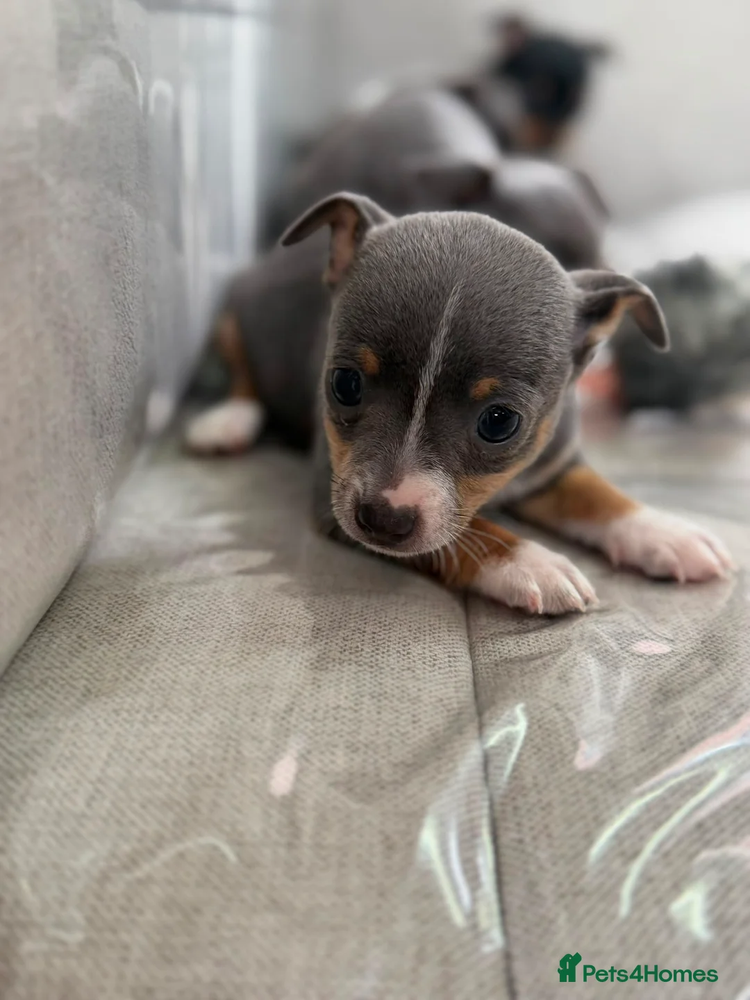 Chihuahua dogs for sale: CHIHUAHUA PUPPIES in Preston - Advert 9