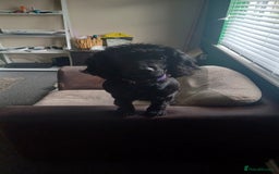 Cocker Spaniel dogs for sale: Betsy the cocker spaniel  - Image 11