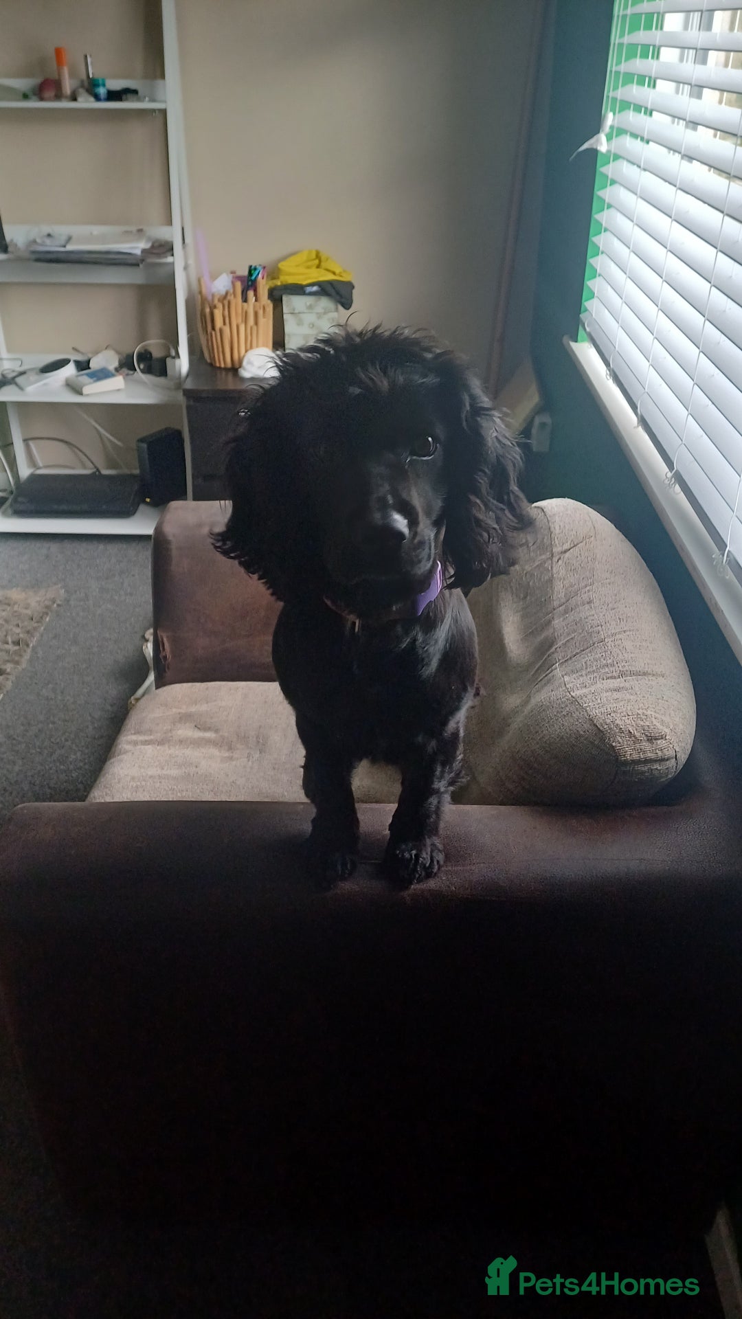 Cocker Spaniel dogs for sale: Betsy the cocker spaniel  - Image 11