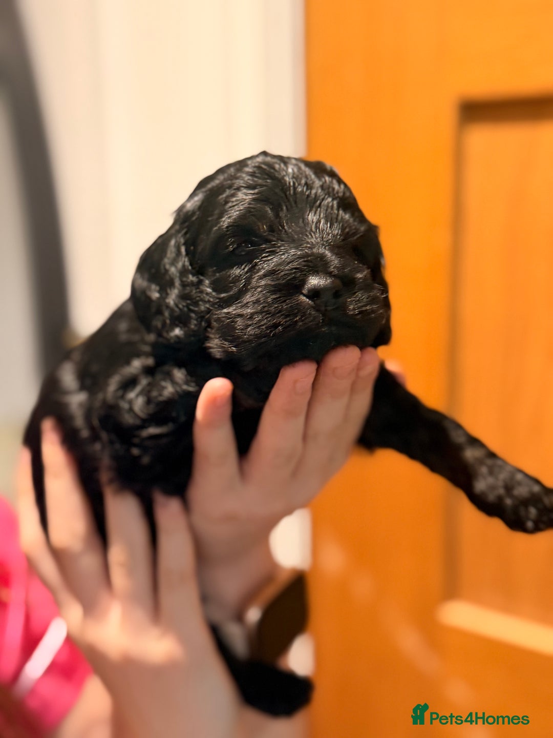 Cockapoo dogs for sale: Toy cockerpoo puppies  - Advert 9