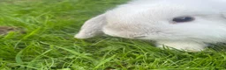 Mini Lop rabbits for sale: White a grey mini lop bunny  - Advert 4