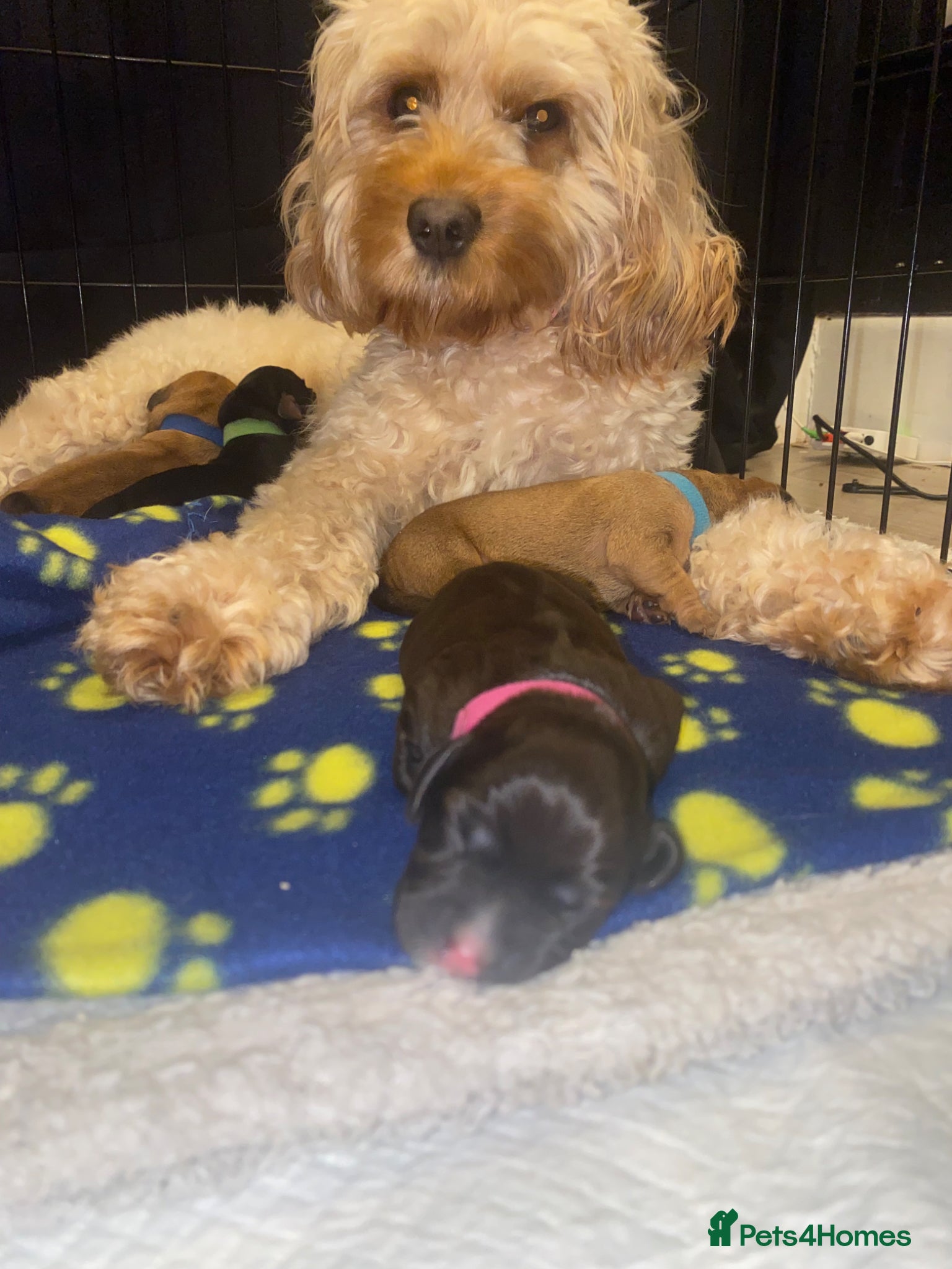 Mixed Breed dogs Doxiepoo puppies  - Advert 3