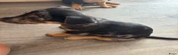 Jack Russell dogs for sale: 🐾1 Merle Jack Russell Girl & 1 black & tan boy  - Advert 9