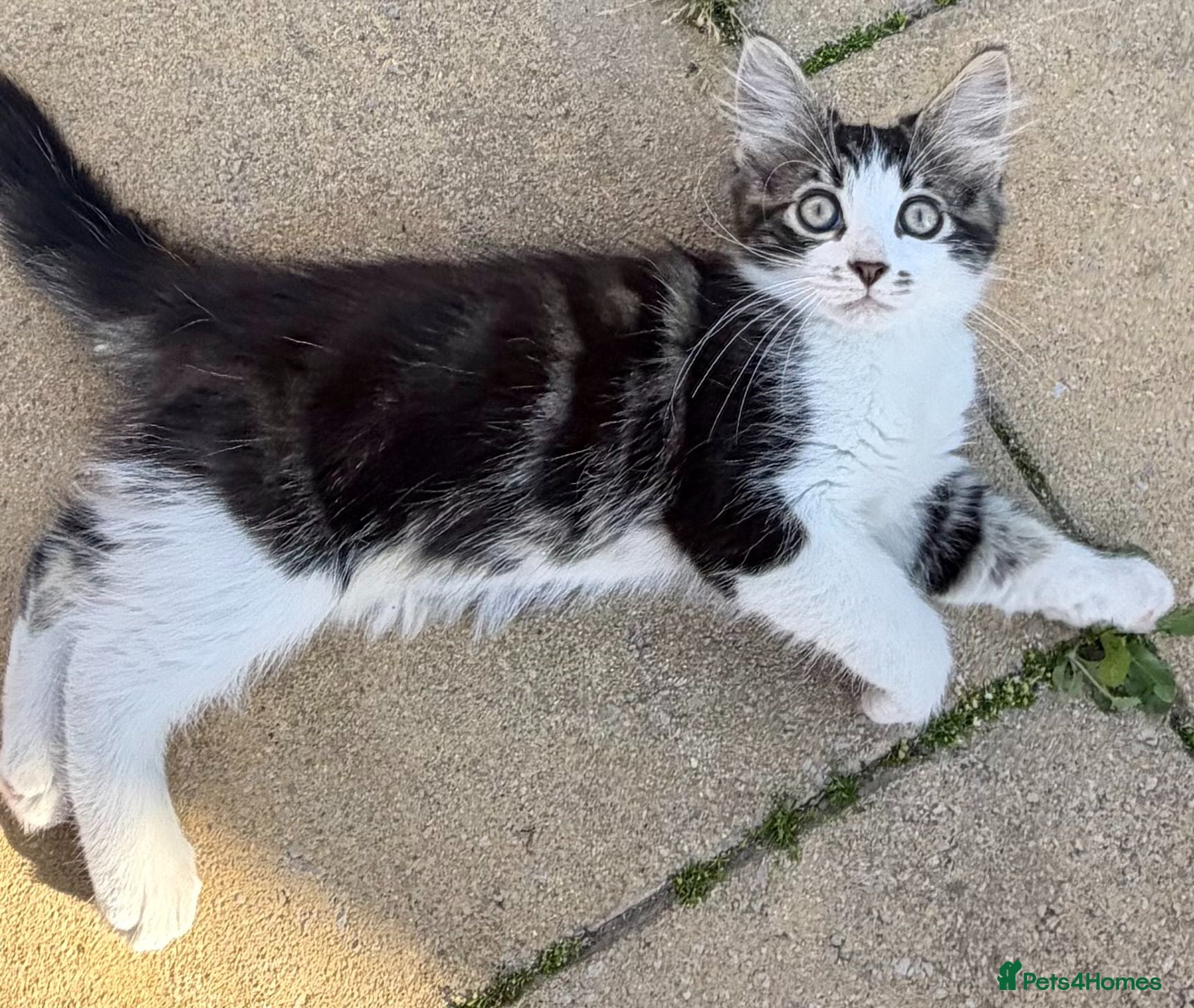 Mixed Breed cats Gorgeous Tabby Girl looking for home💕💕💕 - Advert 2
