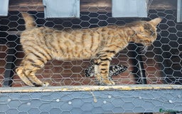 Bengal cats for sale: Beautiful Bengal Female -11 months old!  - Image 5