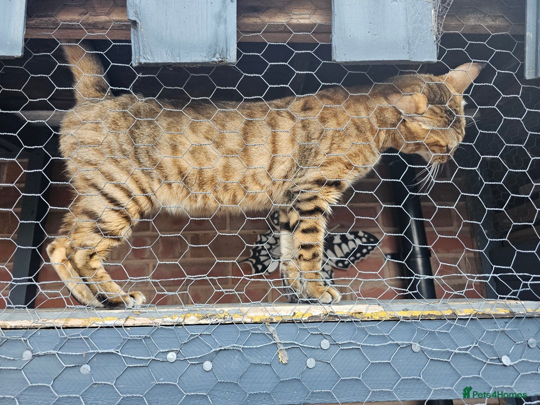 Bengal cats for sale: Beautiful Bengal Female -11 months old!  - Image 5