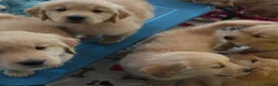 Golden Retriever dogs for sale: Golden retriever puppies - Advert 7