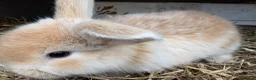 Mixed Breed rabbits for sale: angora cross lop  in Birmingham - Advert 2