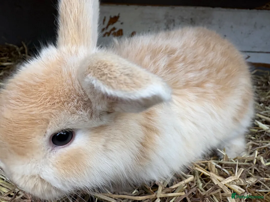 Mixed Breed rabbits for sale: angora cross lop  in Birmingham - Advert 2