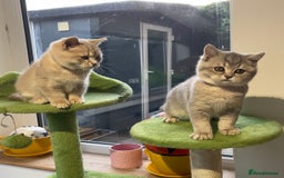 British Shorthair cats for sale: 🚨One Girl Ready to leave 🚨GCCF British Shorthair - Image 4