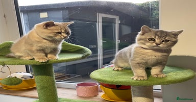 British Shorthair cats - Advert 4