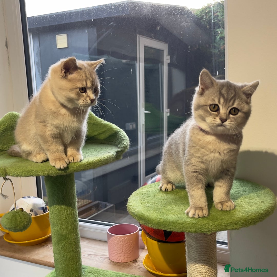 British Shorthair cats for sale: 🚨One Girl Ready to leave 🚨GCCF British Shorthair - Image 4
