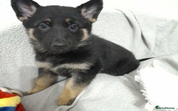 German Shepherd dogs for sale: BEAUTIFUL SABLE GERMAN SHEPHERD PUPS - Image 28