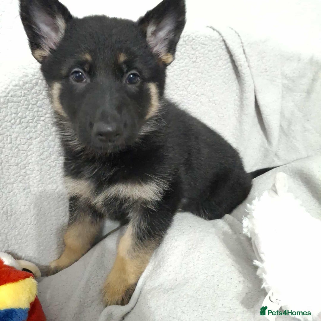 German Shepherd dogs for sale: BEAUTIFUL SABLE GERMAN SHEPHERD PUPS - Image 28
