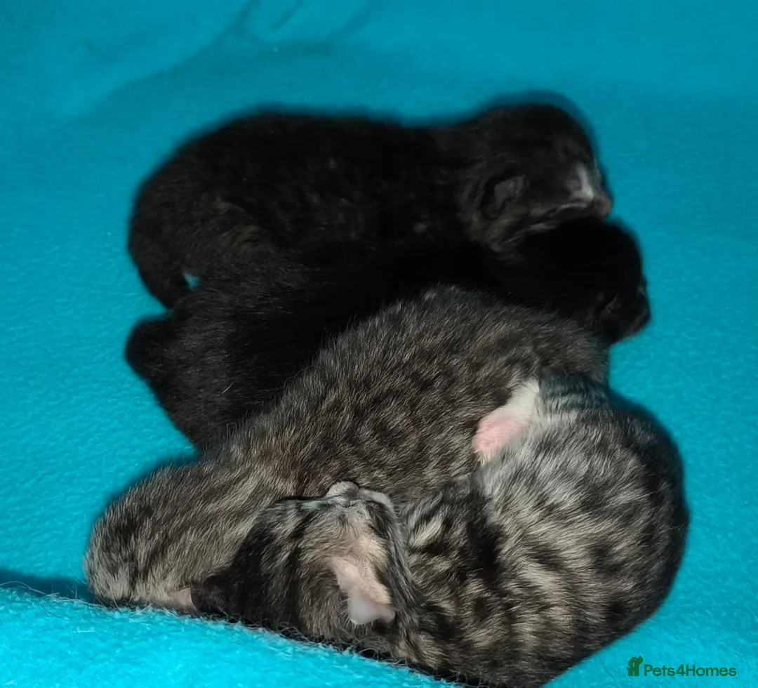 Mixed Breed cats for sale: Scottish fold/ straight kittens  - Advert 21