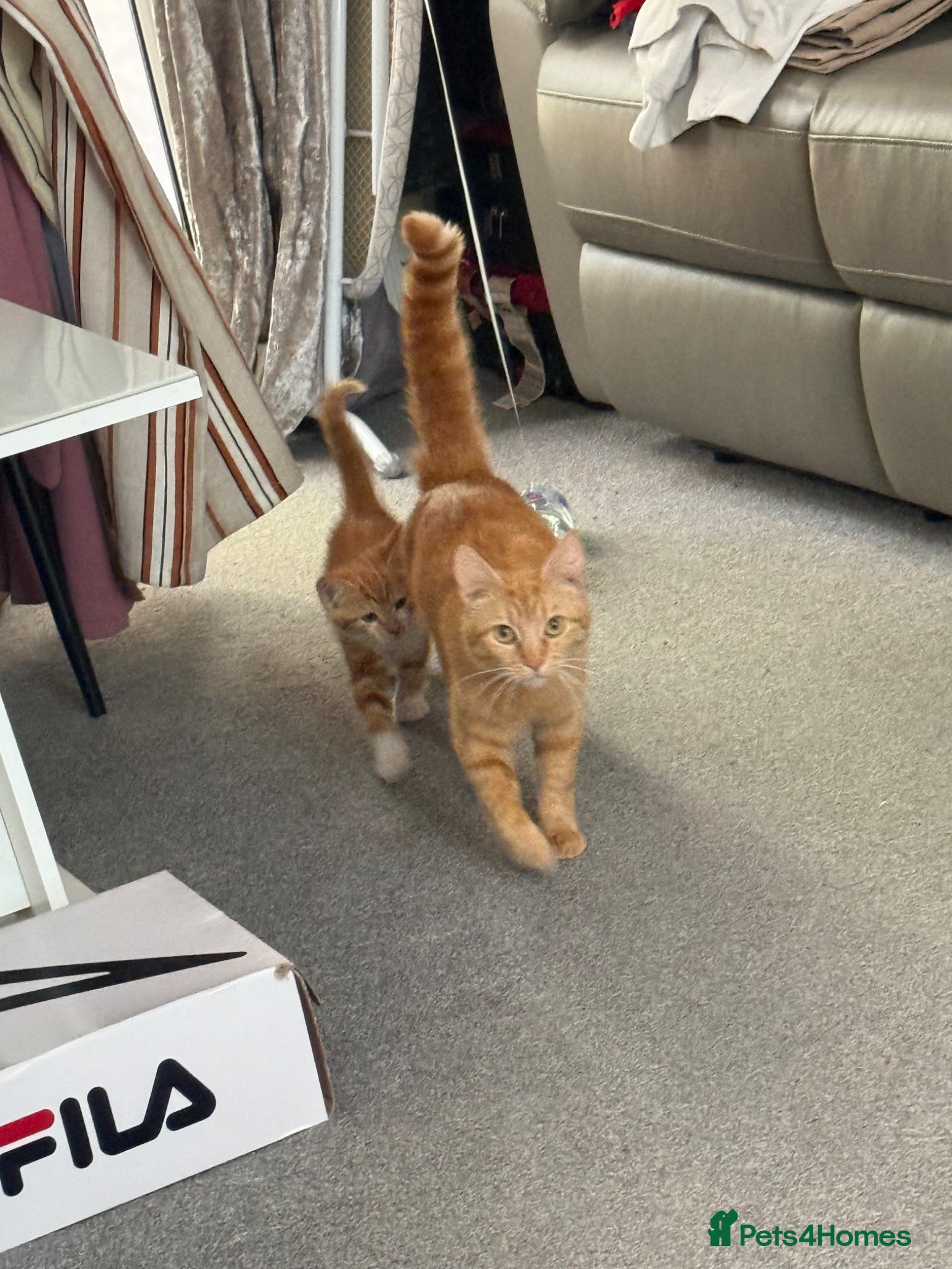 Mixed Breed cats for sale: Kittens for sale READY NOW in Brandon - Advert 10