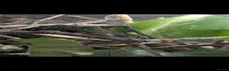 Lizard reptiles for sale: Gonocephalus kuhlii (angle head lizard) with full  in Eastbourne - Advert 4